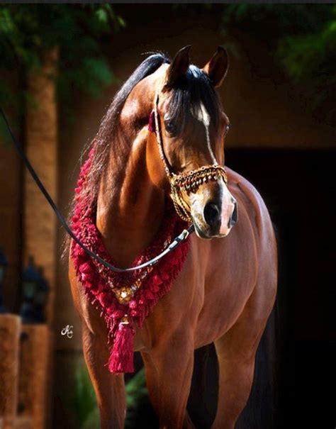 Royal Arabians Arabian Horses Stallions Farms Arabians Horses