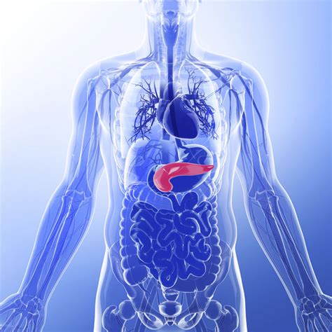 Human Body Anatomy Pancreas Images And Photos Finder
