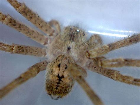 Golden Huntsman Spider Olios Giganteus Foothill Sierra Pest Control