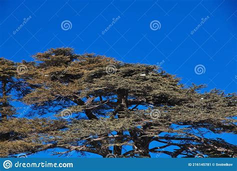 The Cedar Forest In Mountains Of Lebanon Stock Image Image Of