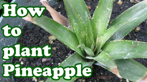 How To Grow A Pineapple Plant Growing Fruit Trees