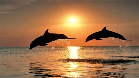 Beach Dolphin Driverlayer Search Engine