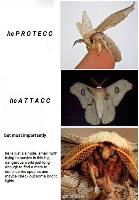27 Moth Memes That Will Bring You Towards The Light Cute Moth Moth