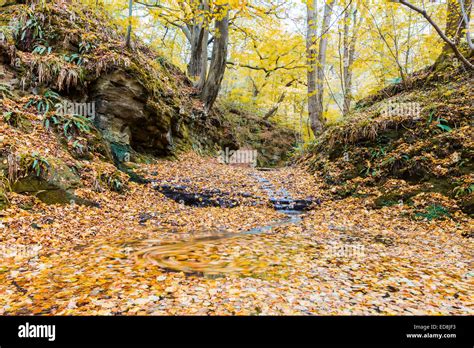 Cascade Of Golden Leaves Hi Res Stock Photography And Images Alamy