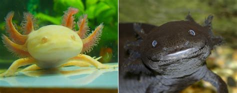 While they require slightly specialized husbandry requirements, these amphibians are hardy and easy to keep. The 'Smiling' Axolotl Is the Cutest Amphibian Ever!