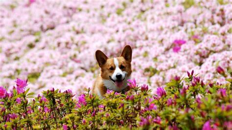 Buy wallpaper border raymond waites floral on brown cracle with gold crown molding: Corgi Puppy Wallpapers - Wallpaper Cave