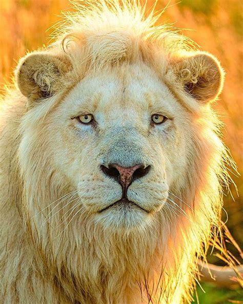 Photographer Captures The Beauty Of White Lions