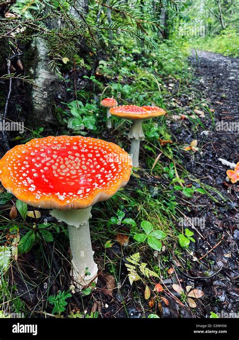Magic Mushrooms In The Wild Woods Of Alaska Stock Photo Alamy