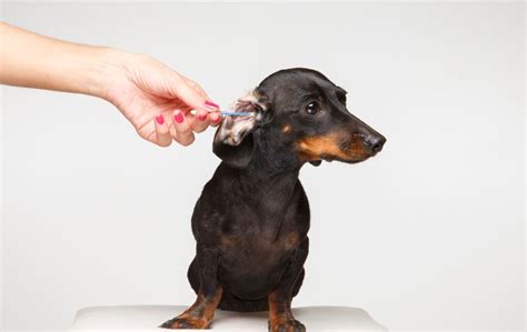 Dachshund Ears Losing Hair What You Need To Know Dachshund Empire