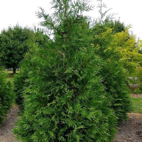 Green Giant Western Arborvitae Cedar Grown By Overdevest
