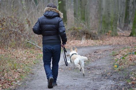 Jugar Con El Perro Las Mejores Ideas Para Pasar Tiempo Con Tu Mascota