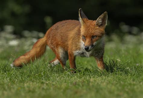 Red Fox Wayne Havenhand Flickr
