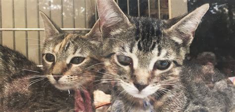 Two are better than one. Kittens Take Over New York City Hall for Adoption Event ...