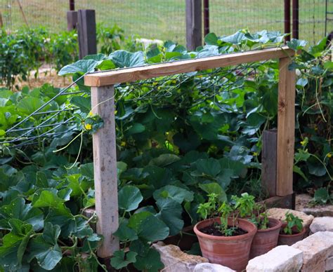 How To Grow Cantaloupe With An Inclined Trellis — Rancho Incognito