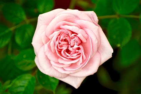 Images Gratuites Fleur Pétale Vert Rouge Rose Flore Fermer