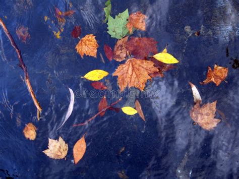 Autumn Leaves Floating In The Water Stock Photo Image Of Floating