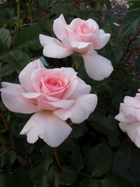 Mothers Love Hybrid Tea Rose Which Is So Perfectly Appropriately