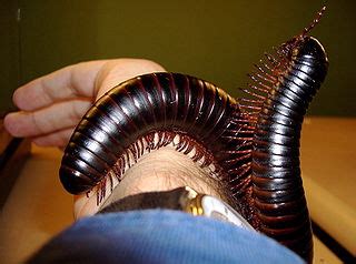 How do centipedes and millipedes coordinate their leg movements? Biology Animal Movement - Shmoop Biology