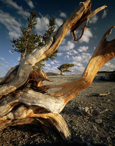 bristlecone-pines - Nevada Pictures - Nevada - HISTORY.com