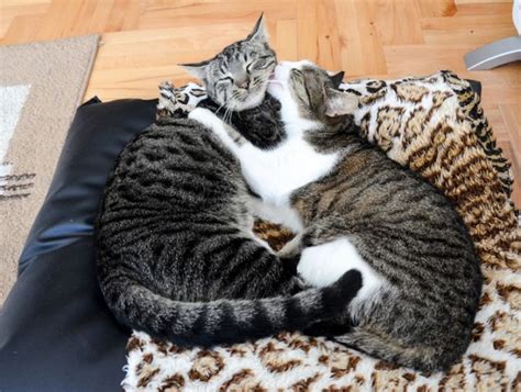 Why Do Cats Groom Each Other Cat Grooming Behavior Explained