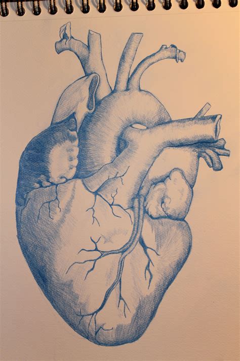 Heart Pencil Drawing Drawing Heart Drawings Sacred Rose Rodriguez