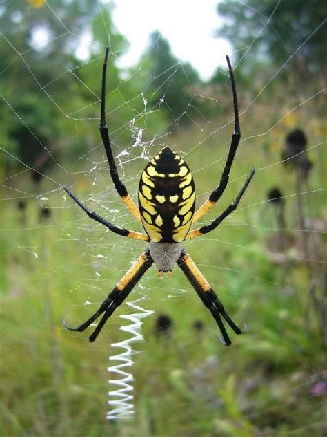 Facts About Black And Yellow Garden Spiders Fasci Garden