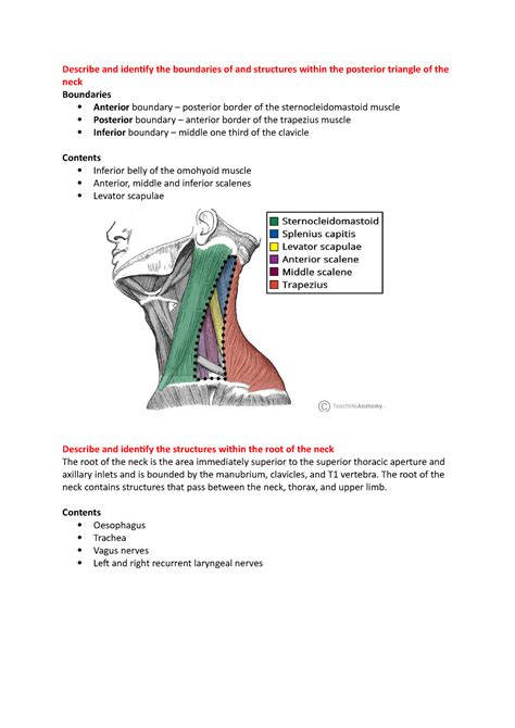 18 Posterior Triangle Of The Neck And The Root Of The Neck Describe