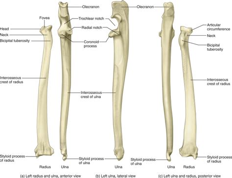 Related posts of labelled diagram of radius bone. Forearm Fractures - Types and Classification | Rx Harun