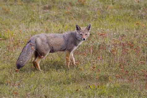 South American Gray Fox Lycalopex Griseus Chilla Flickr