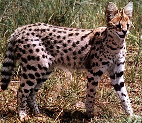 Serval Long Legged Little Head African Cat Animal Pictures And