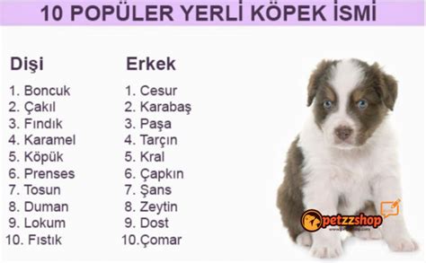 En Çok Tercih Edilen Dişi Erkek Köpek İsimleri Patisinden com Evcil Hayvan Sahiplendirme