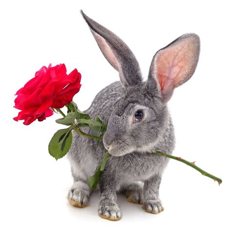 Rabbit Holding A Rose In His Mouth Stock Photo Image Of Decor Furry