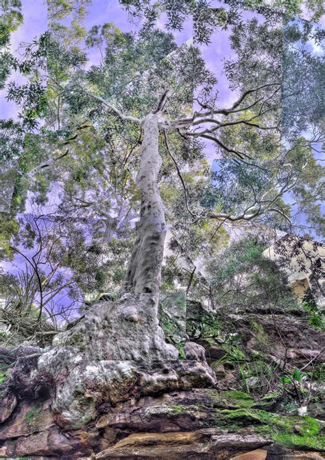 Hdr Joiner Tree By Rhyton On Deviantart