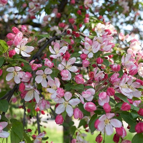 Malus Floribunda