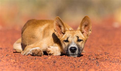 Photographer Gary Meredith Is Dedicated To Capturing A Side Of Dingoes