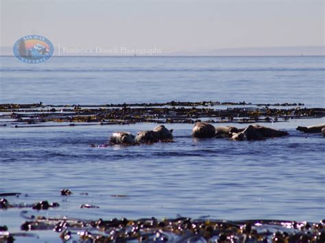 Through Deception Pass To Transient Orcas In Saratoga Pass Seattle