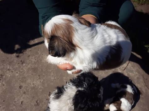 We charge more for breeding rights. Teacup Shih Tzu Puppies Under 200 Dollar For sale United ...