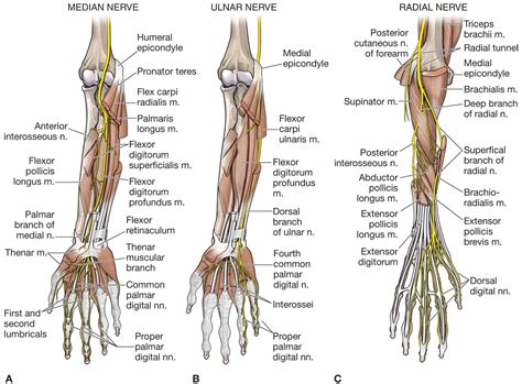 Hand Nerve Anatomy Anatomical Charts And Posters