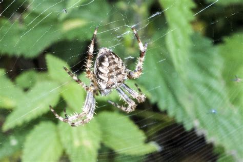 Garden Spider Araneus Diadematus Dsc0657 Perivale Park London