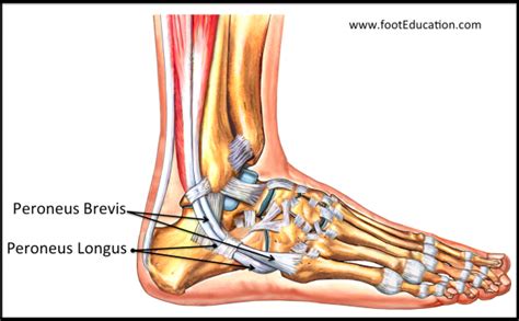 Peroneal Tendon Transfers FootEducation