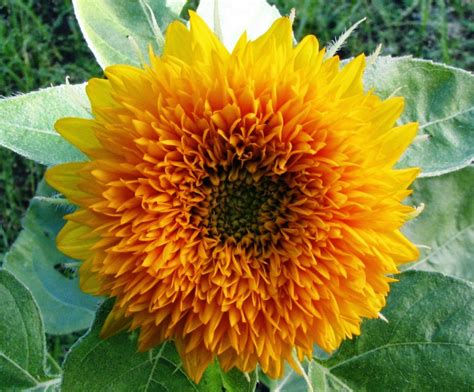 Bunga matahari (helianthus annuus l.) merupakan salah satu jenis bunga yang banyak diketahui oleh banyak orang. Macam dan Jenis Bunga Matahari | Manfaat di dalam ...