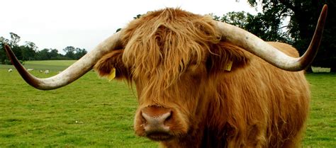 Tour Scotland Photographs Tour Scotland Photographs Highland Cow