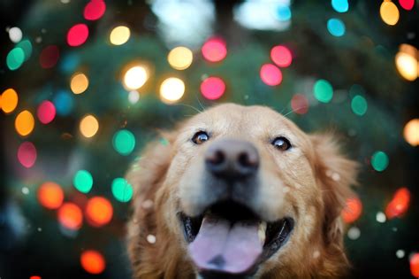 7 inspiring desktop wallpapers to perk up your work day the lc. 336 Golden Retriever HD Wallpapers | Background Images ...