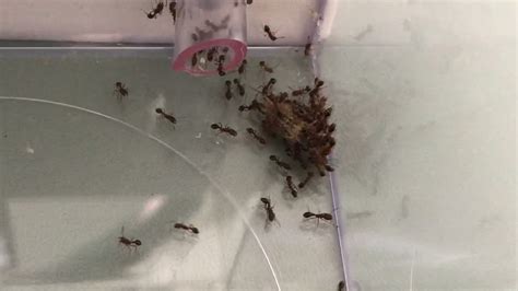 Tetramorium Bicarinatum Swarming A Dead Cricket Youtube