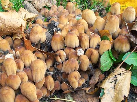 Autumn Mushrooms 6 Glistening Inkcap Coprinellus Micaceu Flickr