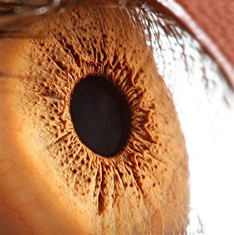 Breathtaking Close Ups Of The Human Eye Demilked