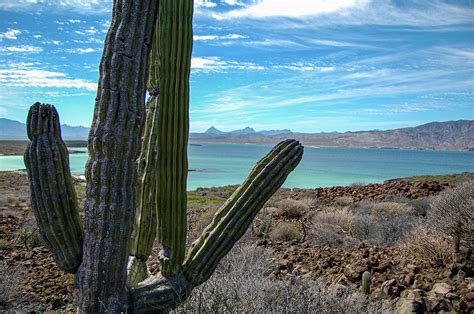 Isla Coronado Loreto Photograph By William Scott Koenig Fine Art America