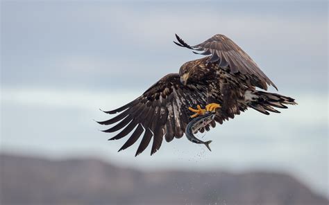 Eagle Catch Prey Fish Poultry