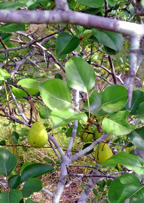 Forum Pear Tree With Thorns