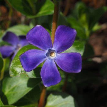 Feb 27, 2019 · plants, flowers and other foliage symbolize emotions, ideas and actions. Flowers that symbolize Nostalgia | A to Z Flowers